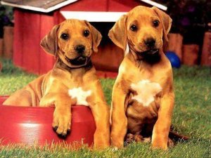 Puppy Pairs Puzzle Online Game - Jigsaw Puzzle